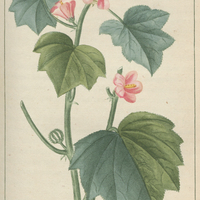 Urène lobée.