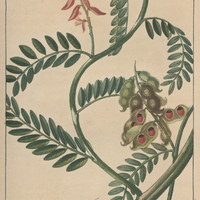 Abrus réglisse.