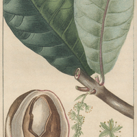 Badamier de malabar
