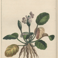 Gérarde tubéreuse.