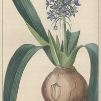 Scille d'Amérique.