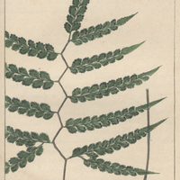 Adiante trapèziforme.