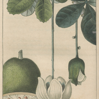 Adansonie digitée.