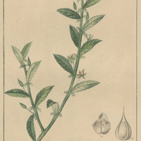 Sauvagèse des antilles.