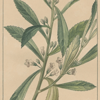 Capraire biflore.