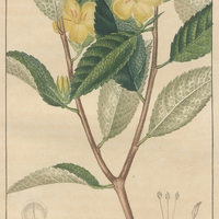 Turnére à feuilles d'orme.