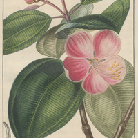 Mérian rose.