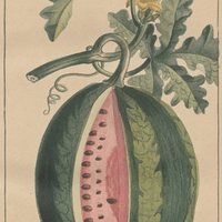 Courge pastèque.