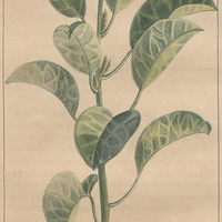 Amaranthe oléracée.
