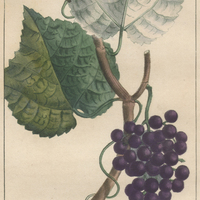 Vigne cotoneuse.