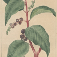 Phytolacca à dix étamines.