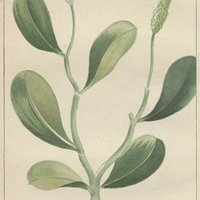 Pourpier des bois.