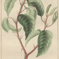 Amarante épineuse.