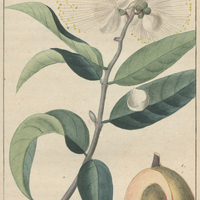 Jambosier pomme rose