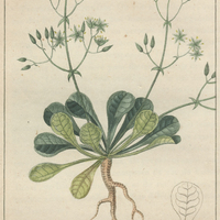 Pharnace à feuilles de paquerette.