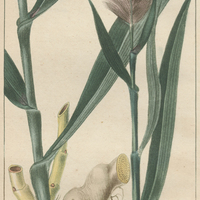 Roseau à quenouilles.