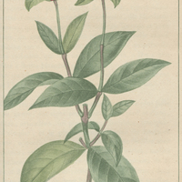 Amaranthine globuleuse.