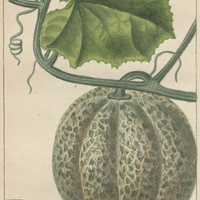 Melon sucré vert.
