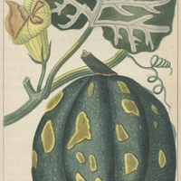 Courge giraumon à verrues