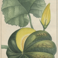 Courge giraumon