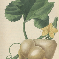 Courge pastisson