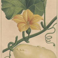 Courge pépon.