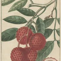 Litchi ponceau.