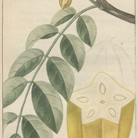 Carambolier axillaire.