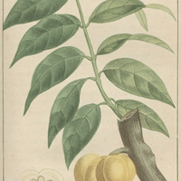 Carambolier à fruits ronds.