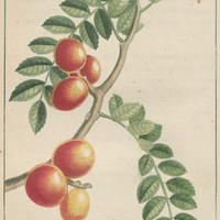 Monbin a fruits rouges.
