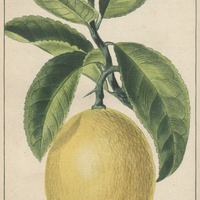 Oranger limon.