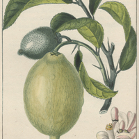 Citronnier doux.