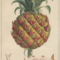 Ananas rouge.