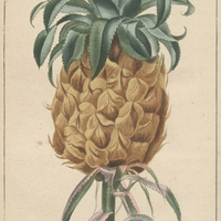 Ananas jaune.