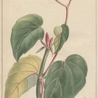 Bégone luisante.