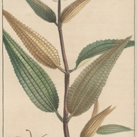 Melastome hérissé.