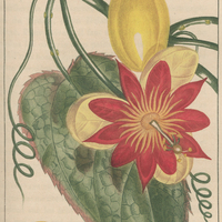 Grenadille écarlate.