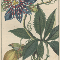 Grenadille à fleurs crispées.