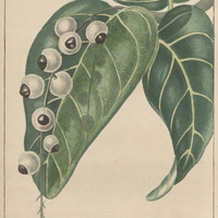 Raisinier à fruits blancs.