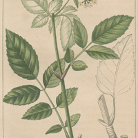 Valériane paniculée.