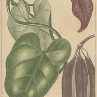 Aristoloche odorante.