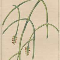 Gui flagelliforme.