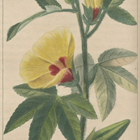 Ketmie musquée