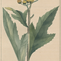 Conise lobée.