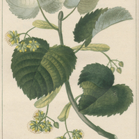 Tilleul argenté.