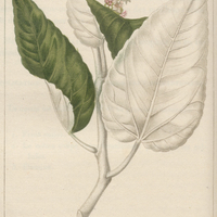 Croton blanc.