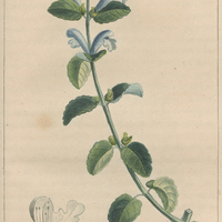 Toque de la havanne.
