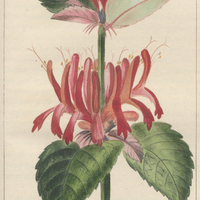 Monarde écarlate.