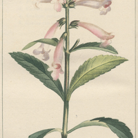 Dracocephale cataleptique.