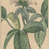 Dracocephale trifoliée.